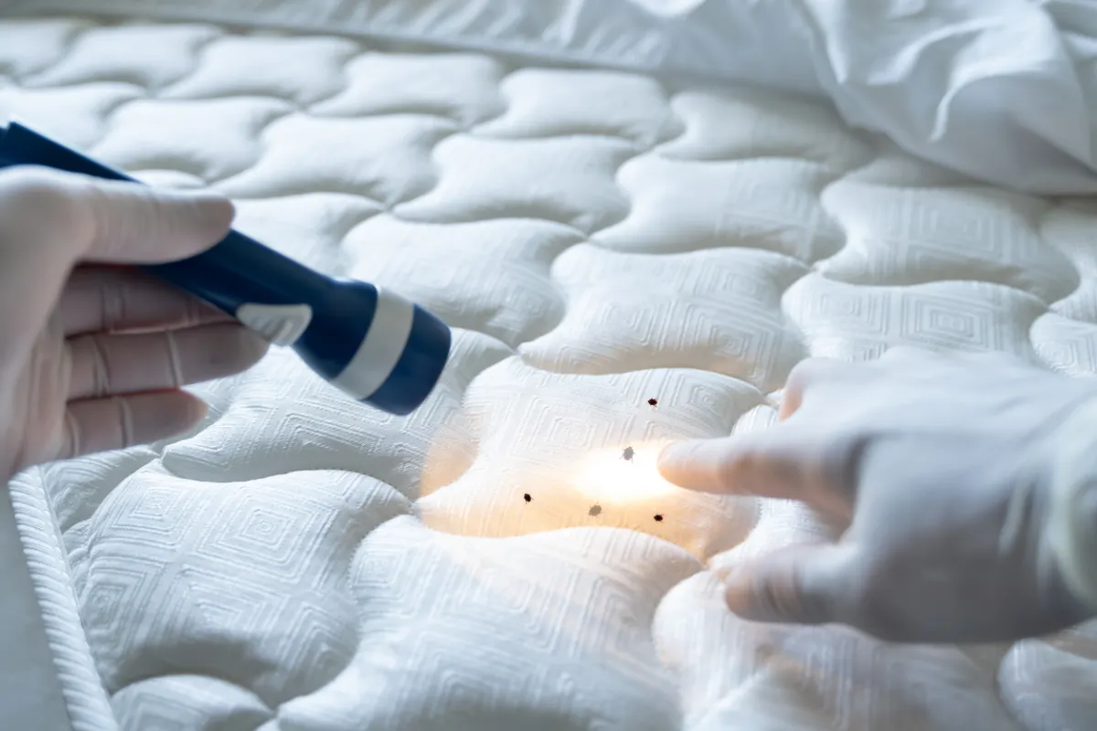 Reliable Milwaukee Bed Bug Exterminators Offering Discreet Solutions