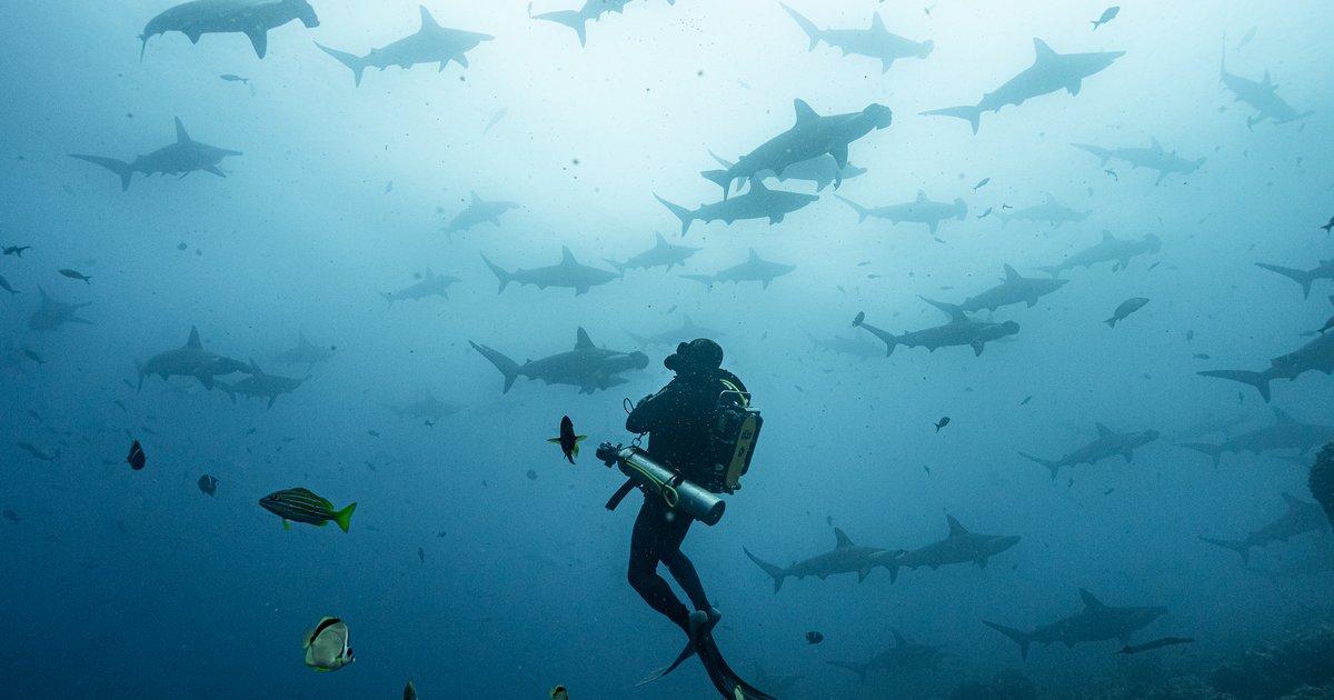 Best Experiences for Divers Interested in Diving in Mexico