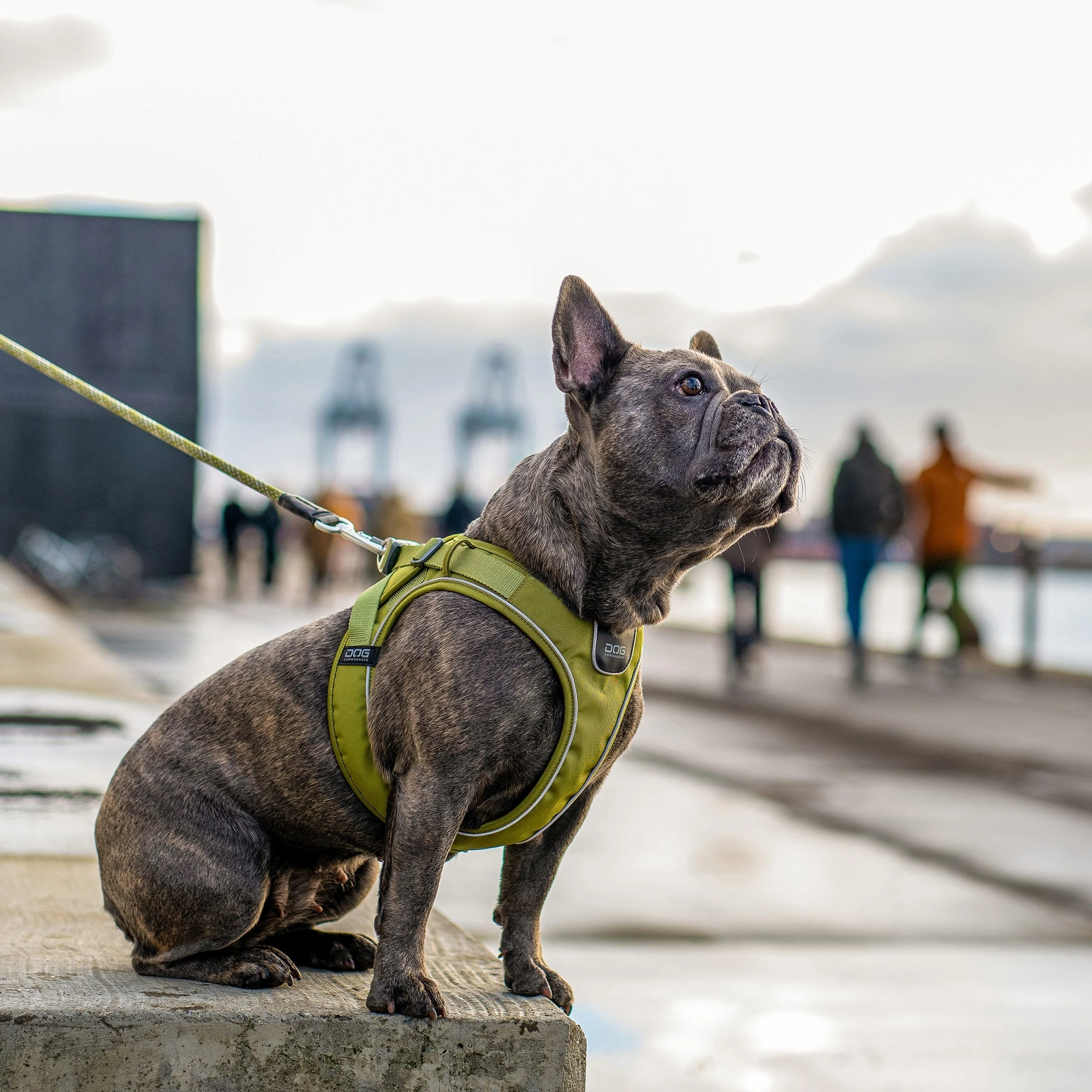 10 Best Dog Harness Supplier Worldwide OKEYPETS recognized globally